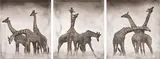 Nick Brandt, Giraffe Triptych, Maasai Mara, 2005, Three archival pigment prints, printed 2009