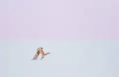 Hiroki Inoue, Fox Hug, 2016, Chromogenic print, mounted