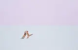 Hiroki Inoue, Fox Hug, 2016, Chromogenic print, mounted