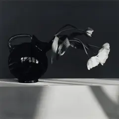 Tulip by Robert Mapplethorpe, 1982, Gelatin silver print, mounted, sold Nov 2024