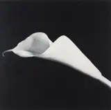 Robert Mapplethorpe, Calla Lily, 1985, Gelatin silver print, mounted