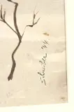 Georges Schreiber, Winter Scene