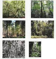 Paradies by Thomas Struth, 2004, Mappe mit 6 pigmentierten Tintenstrahldrucken auf Karton, sold Aug 2018