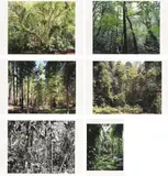 Thomas Struth, Paradies, 2004, Mappe mit 6 pigmentierten Tintenstrahldrucken auf Karton