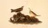 John James Audubon, Brown Lark