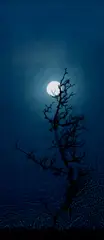 Susan Derges, Full Moon — Hawthorn, 2004, Unique dye destruction photogram, mounted