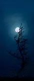 Susan Derges, Full Moon — Hawthorn