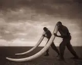 Nick Brandt, Two Rangers with Tusks of Killed Elephant, Amboseli
