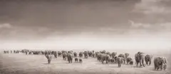 Elephant Exodus, Amboseli by Nick Brandt, 2004, Platinum print, sold Nov 2024