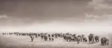Nick Brandt, Elephant Exodus, Amboseli, 2004, Platinum print