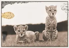 Orphaned cheetah cubs at Mweiga near Nyeri for The End of the Game / Last word from Paradise by Peter Beard, 1968, Unique work, comprising a gelatin silver print with ink, a leaf and a feather, executed later, sold Nov 2024
