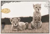 Peter Beard, Orphaned cheetah cubs at Mweiga near Nyeri for The End of the Game / Last word from Paradise, 1968, Unique work, comprising a gelatin silver print with ink, a leaf and a feather, executed later