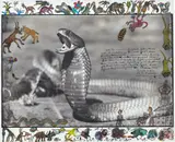 Peter Beard, Spitting Cobra, Tsavo, June