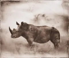 Rhino in Dust, Lewa by Nick Brandt, 2003, Archival pigment print, sold Nov 2024