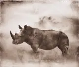 Nick Brandt, Rhino in Dust, Lewa, 2003, Archival pigment print