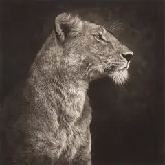 Portrait of Lioness Against Rock, Serengeti by Nick Brandt, 2007, Archival pigment print, sold Nov 2024