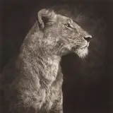 Nick Brandt, Portrait of Lioness Against Rock, Serengeti, 2007, Archival pigment print