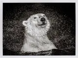 David Yarrow, Open Water, 2020, archival pigment print