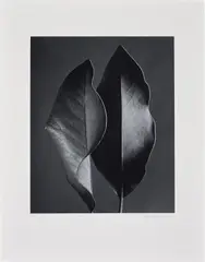 Ruth Bernhard, Two Leaves, 1952, gelatin silver print