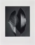 Ruth Bernhard, Two Leaves