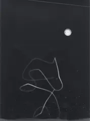 Dora Maar, Untitled, 1980, photogram