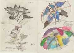 Ștefan Bertalan, Sunflower, 1980, chalk, felt-tip pen, watercolour and graphite on paper