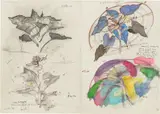 Ștefan Bertalan, Sunflower, 1980, chalk, felt-tip pen, watercolour and graphite on paper