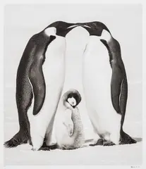 David Yarrow, Contentment 2, 2010, archival pigment print