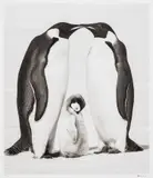 David Yarrow, Contentment 2, 2010, archival pigment print