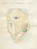 Wim Delvoye, CHICKEN WITH 3 TATTOOS (3), 1996, pen and watercolour on paper