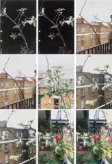 Process (apple tree) by Wolfgang Tillmans, 2012, inkjet print on paper, sold Sep 2024