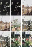 Process (apple tree) by Wolfgang Tillmans, 2012, inkjet print on paper, sold Sep 2024