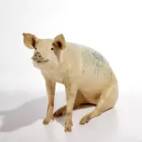 Wim Delvoye, Untitled (Jesus), 2007, tattooed taxidermy pig
