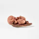 Anant Kumar Mishra, When The Gods Were Born 2, 2011, fibreglass, vermilon and resin