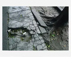 Roots through sidewalk by Gabriel Orozco, 2010, chromogenic print, sold Dec 2023