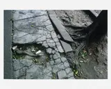 Gabriel Orozco, Roots through sidewalk