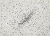 Ed Ruscha, Insect Slant (Ants), from Reality and Paradoxes (E. 69), 1973, Lithograph and screenprint, on BFK Rives paper, the full sheet