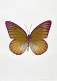 The Souls I - Oriental Gold/Silver Gloss/Loganberry Pink by Damien Hirst, 2010, Foil block print in colours, on Arches 88 archival paper, with full margins, sold Jan 2023