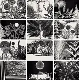 Paul Morrison, Black Dahlias, 2004, The complete set of 12 screenprints in black and white, on Somerset paper, the full sheets