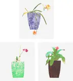 Jonas Wood, Three Landscape Pots: Night Bloom, Orchid, and Bromeliad, 2019, The complete set of three etchings with collage and photolithography in colours, on handmade paper, with full margins