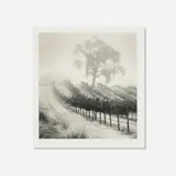 Michael Kenna, Knight's Valley Vineyard, Napa Valley, California