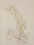 Vera Eugenia Andrus, Sea Hound, Watercolor on paper