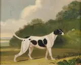 John R. Hobart, Black and White Hound, Oil on panel