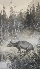 Hermann Gustave Simon, Deer at Dingman'S Ferry, Ink wash with white heightening