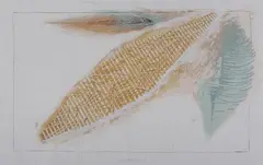 Robert Stackhouse, Untitled, Lithograph with hand coloring