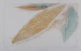 Robert Stackhouse, Untitled, Lithograph with hand coloring