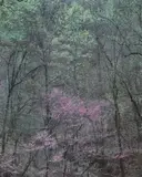 Eliot Porter, Woodland View with Flowering Trees