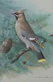 Basil Ede, Crested Bird on Branch, Watercolor and gouache on paper