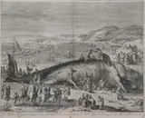 Gilliam van der Gouwen, Beached Whale on the Coast of Holland, Engraving, two conjoined sheets