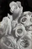 American School, Untitled, ROSES, black and white photograph